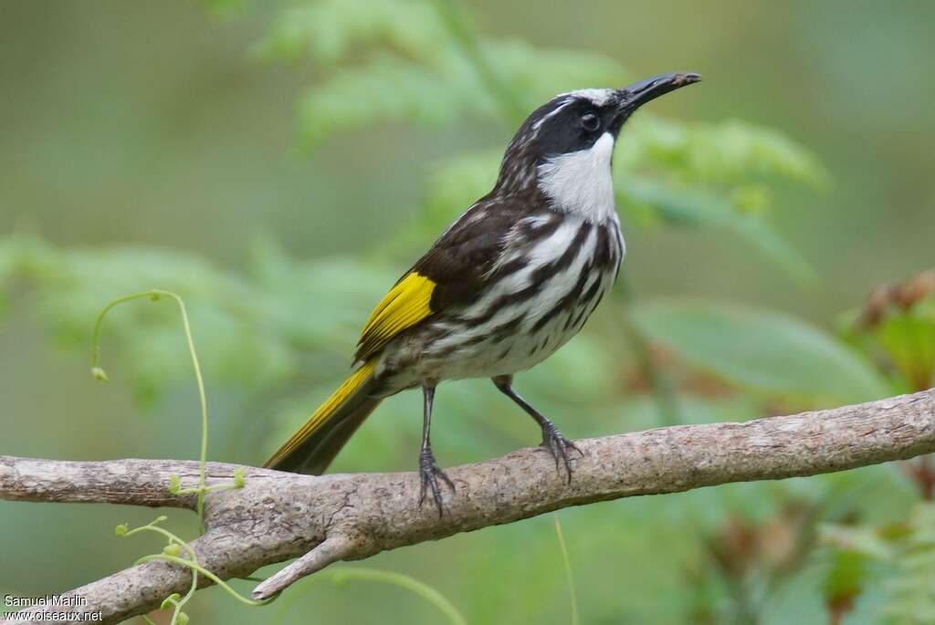 White-cheeked Honeyeater male adult