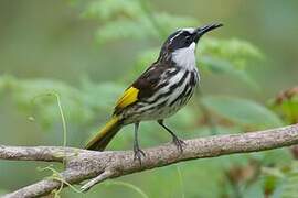 White-cheeked Honeyeater