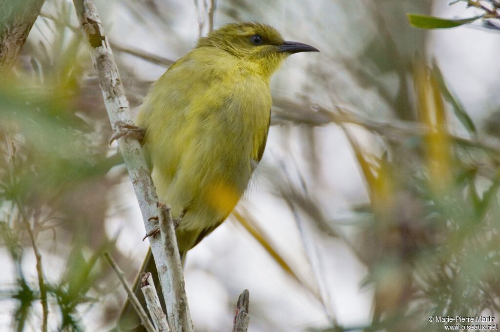 Yellow Honeyeateradult