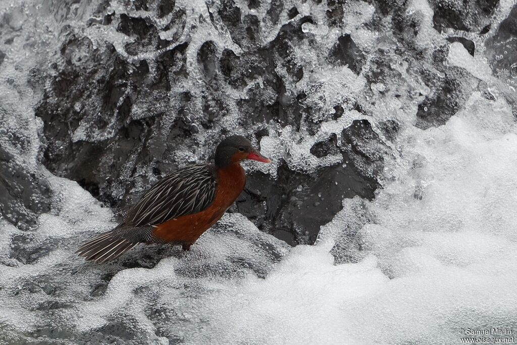 Torrent Duck female adult