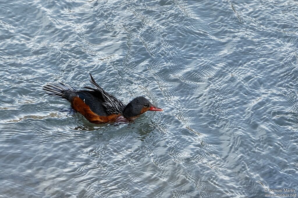 Torrent Duck female adult