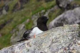 Little Auk