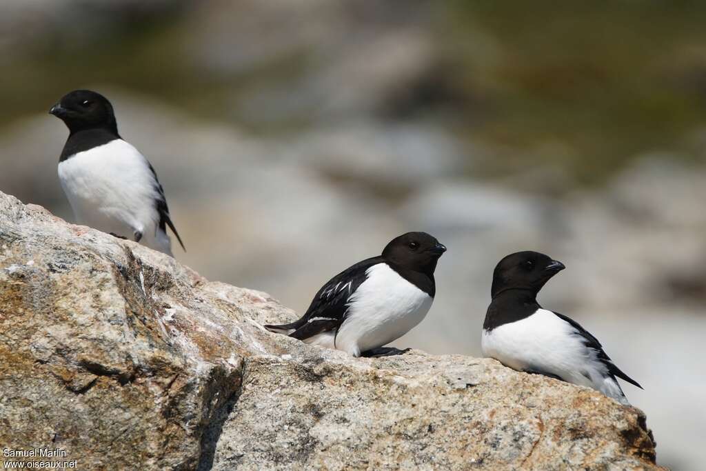 Little Aukadult breeding, habitat, pigmentation