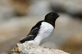 Little Auk