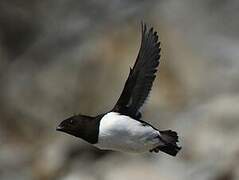 Little Auk