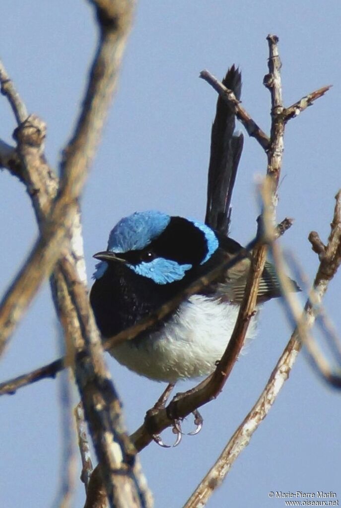 Superb Fairywren male adult