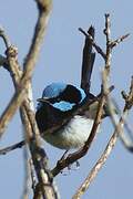 Superb Fairywren