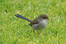 Superb Fairywren