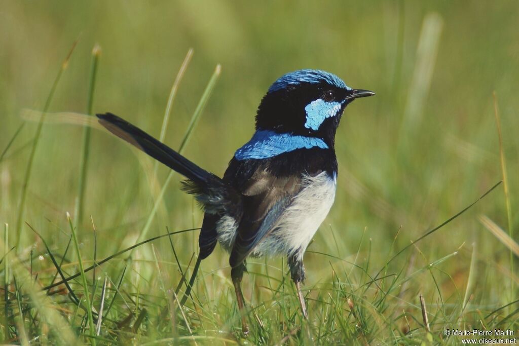 Superb Fairywren male adult