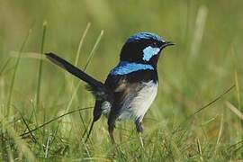 Superb Fairywren