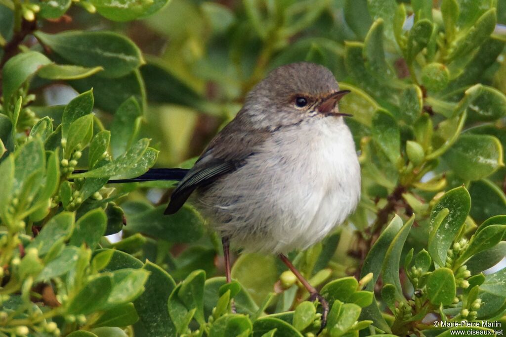 Superb Fairywren female adult