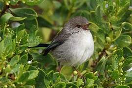 Superb Fairywren