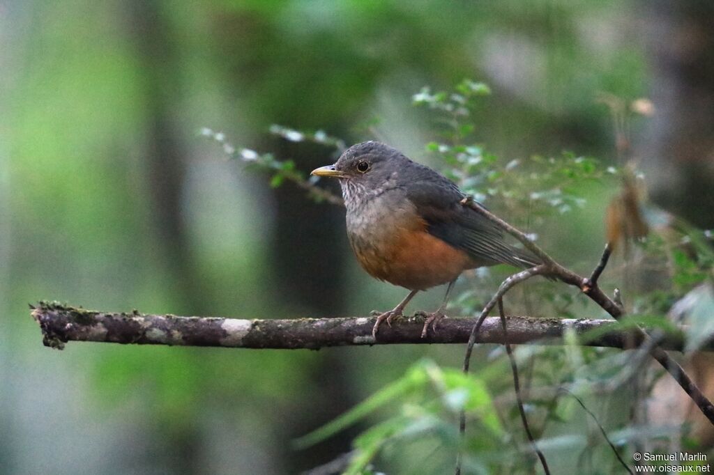 Rufous-bellied Thrush male adult