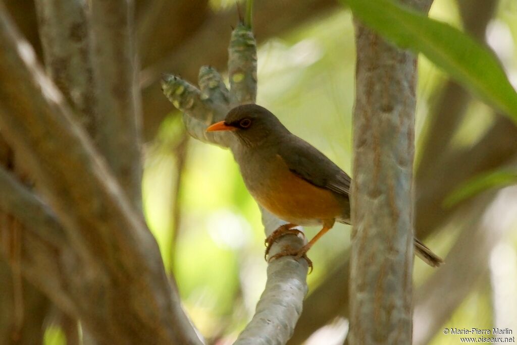 Abyssinian Thrushadult