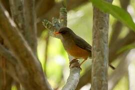 Abyssinian Thrush