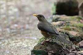 African Thrush