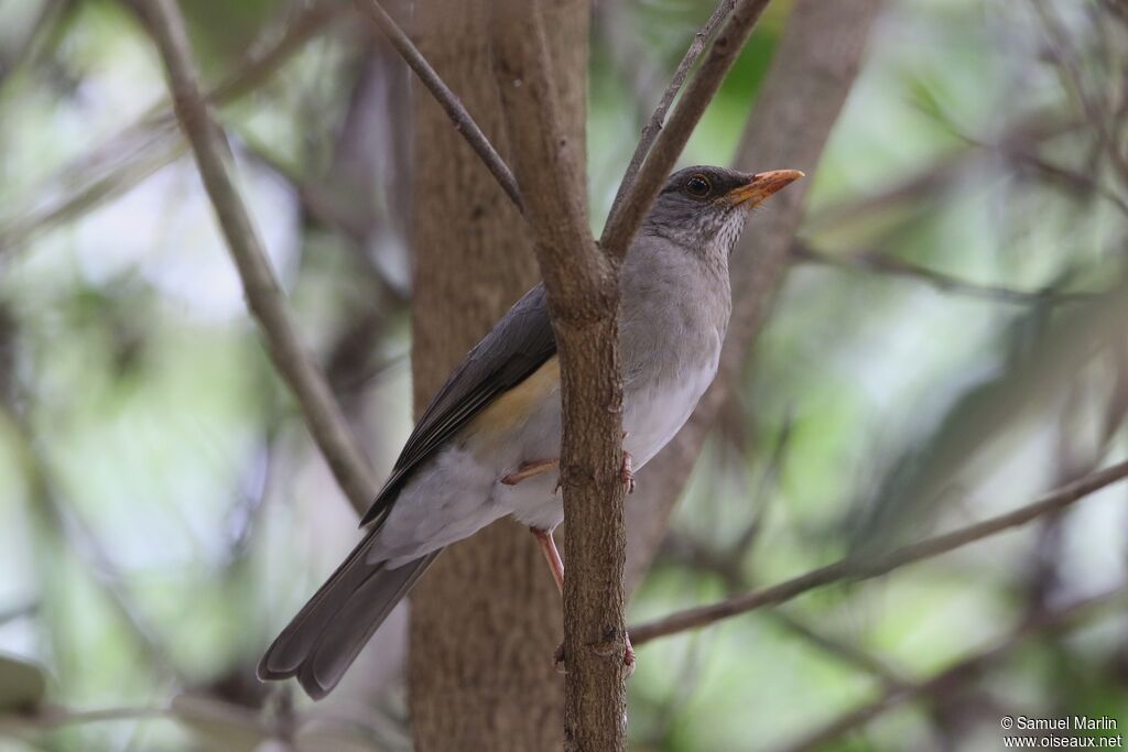 Merle africainadulte