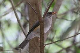 African Thrush