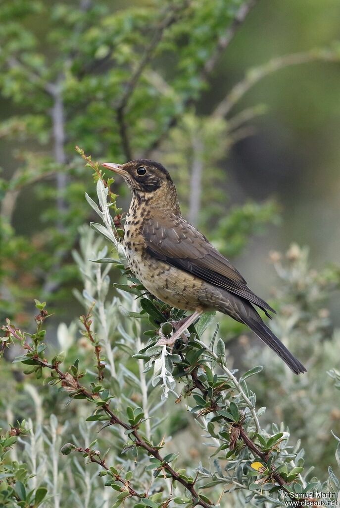 Austral Thrushjuvenile