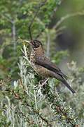 Austral Thrush