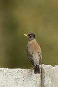 Austral Thrush