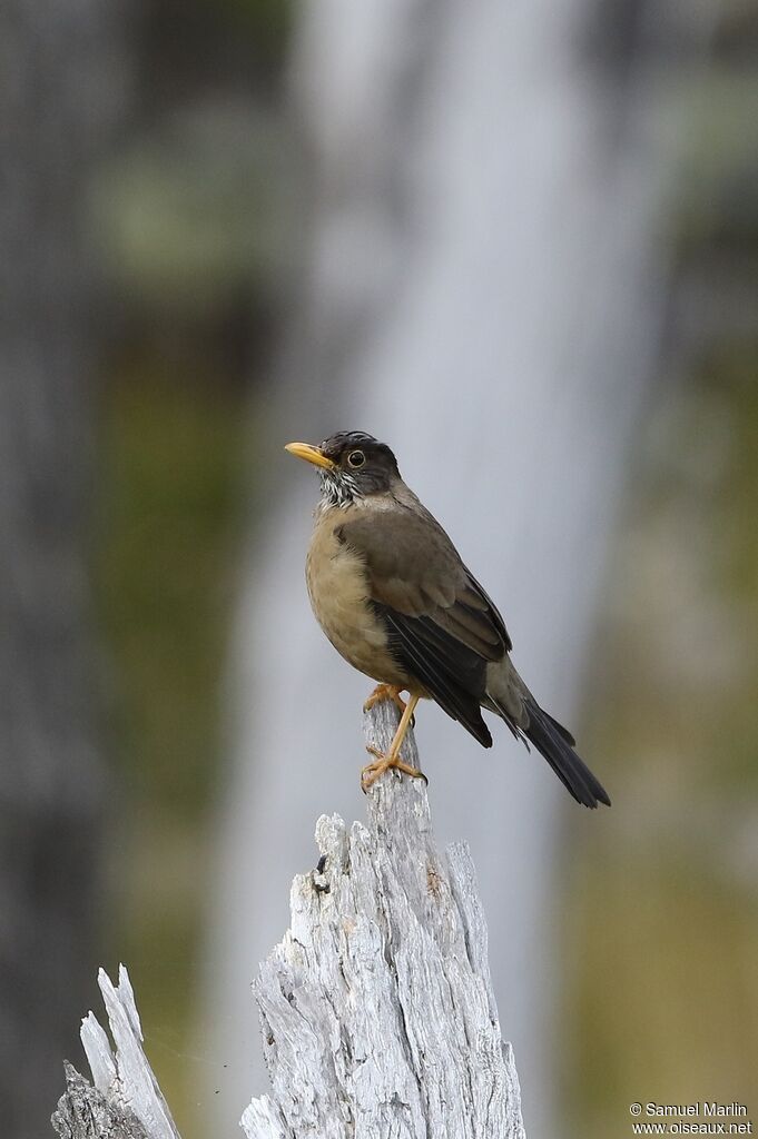 Austral Thrush male adult