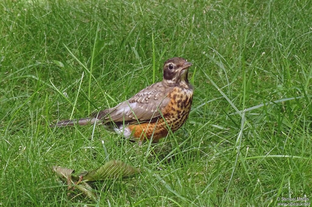 American Robin