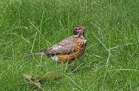 American Robin