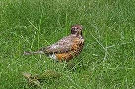 American Robin