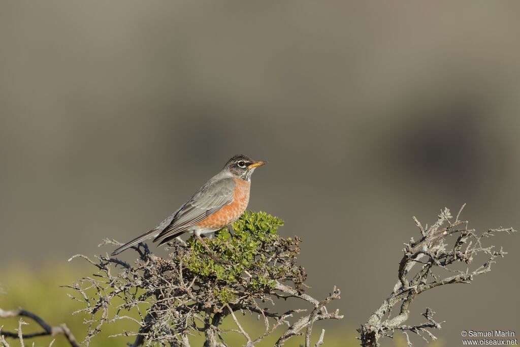 American Robinadult