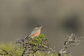 American Robin