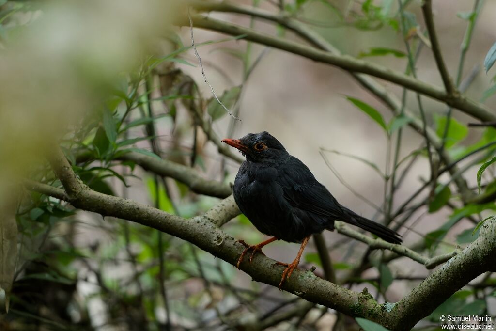 Indian Blackbirdadult