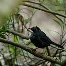 Merle des Nilgiri