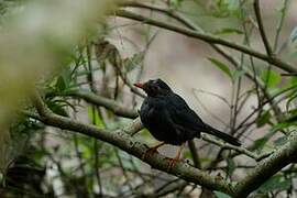 Indian Blackbird