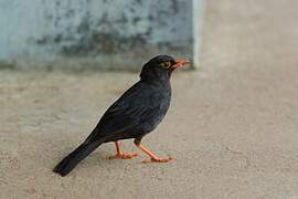 Indian Blackbird