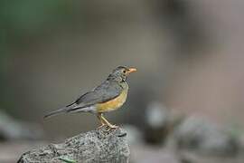 Kurrichane Thrush