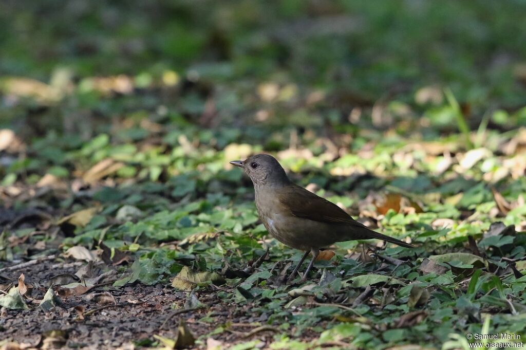 Pale-breasted Thrush