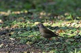 Pale-breasted Thrush