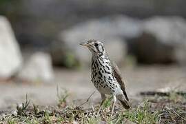 Groundscraper Thrush