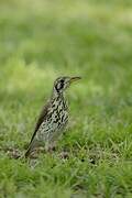 Groundscraper Thrush