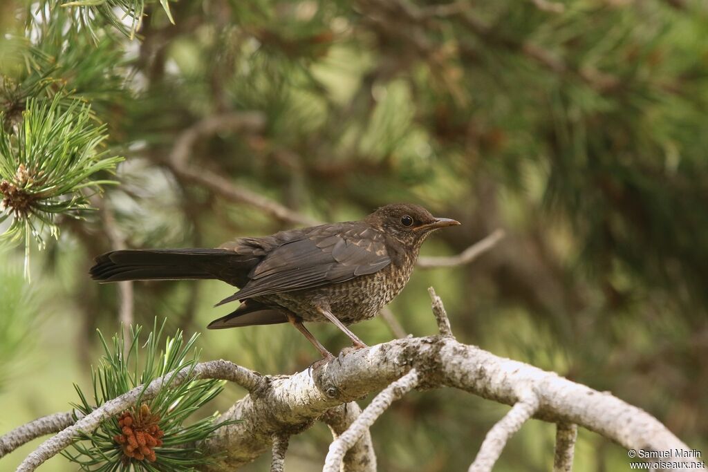 Common Blackbird female adult