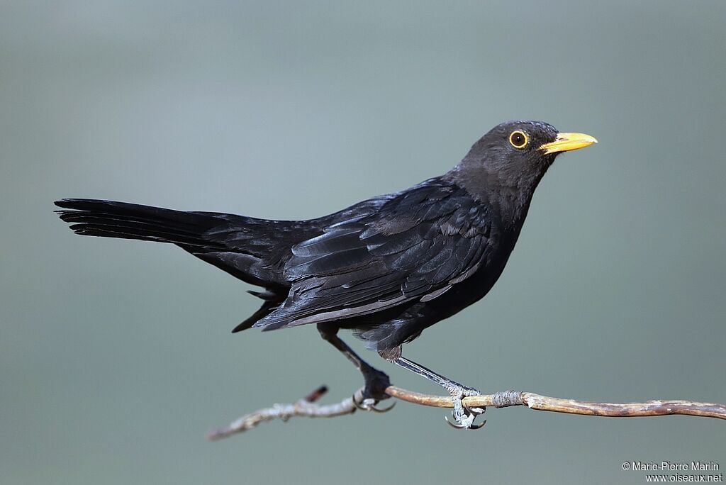 Common Blackbird male adult