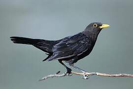 Common Blackbird