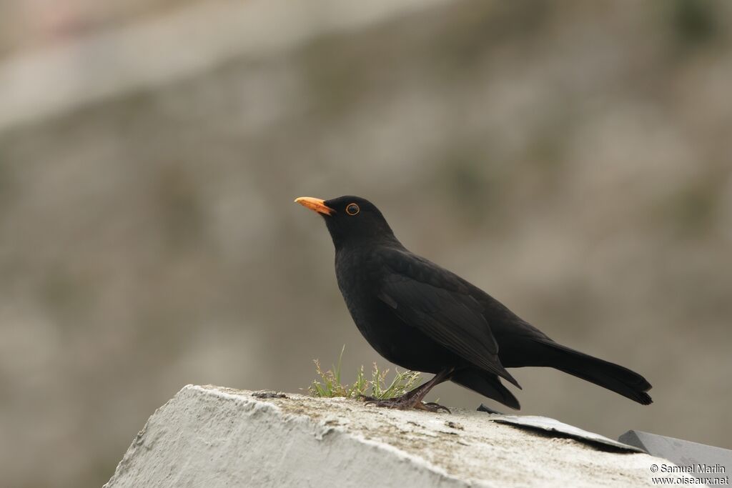 Common Blackbird male adult