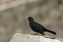 Common Blackbird