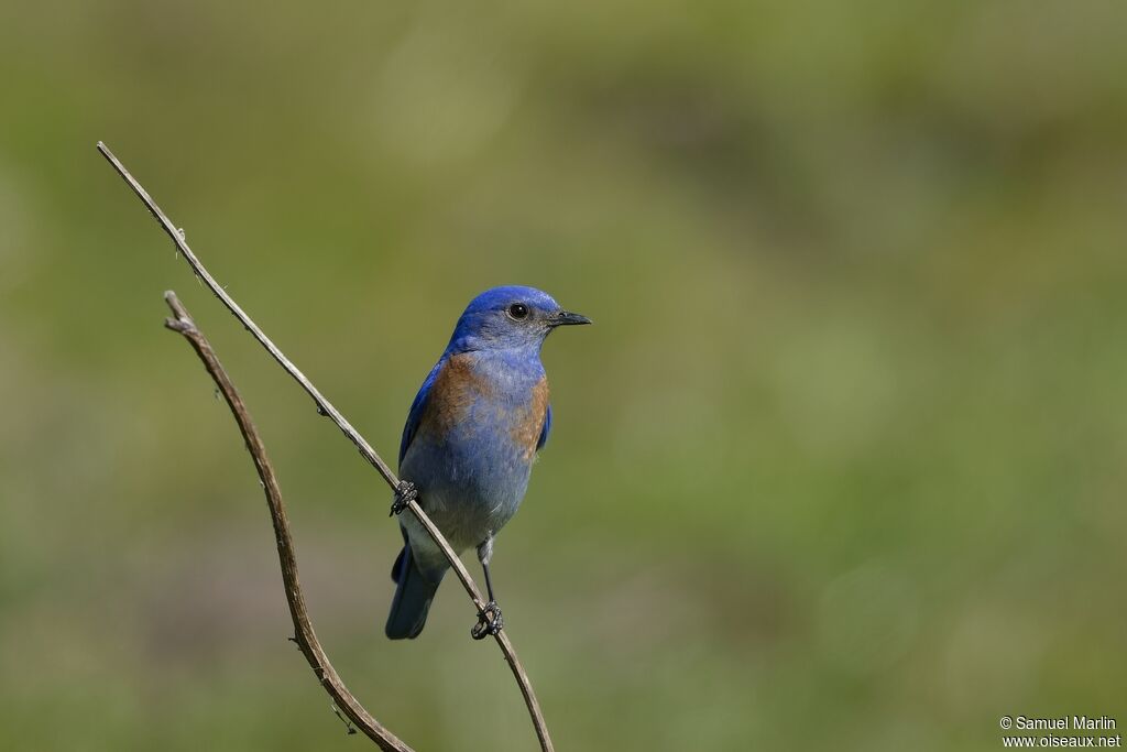 Western Bluebirdadult