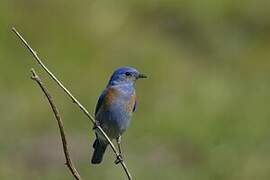 Western Bluebird