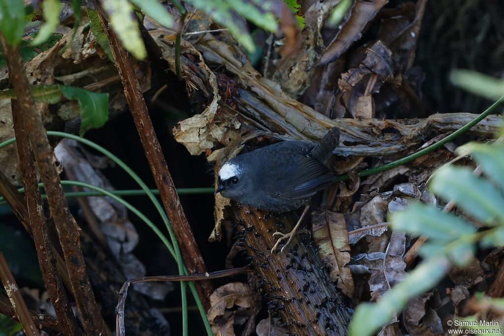 Magellanic Tapaculo male adult