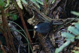 Magellanic Tapaculo