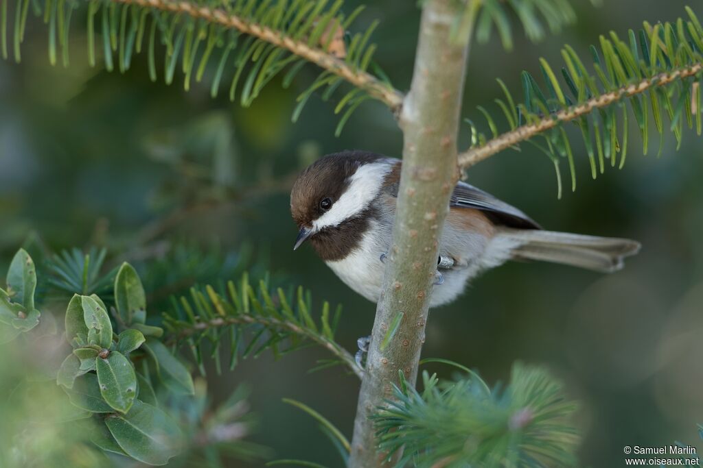 Mésange à dos marronadulte